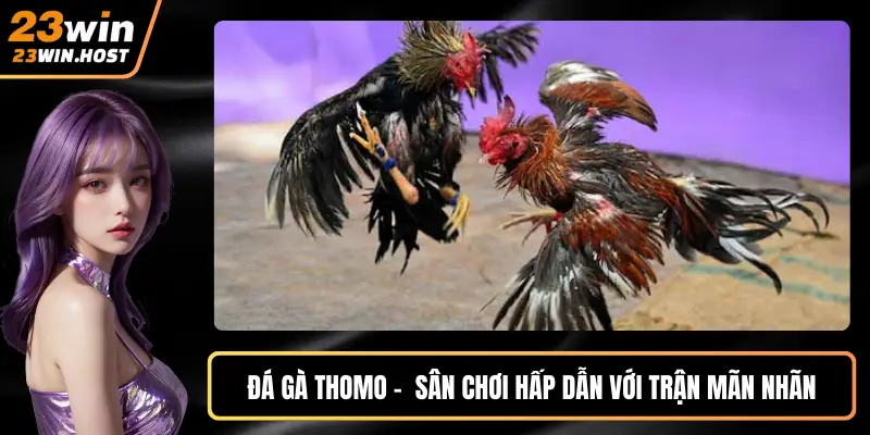 Đá gà Thomo